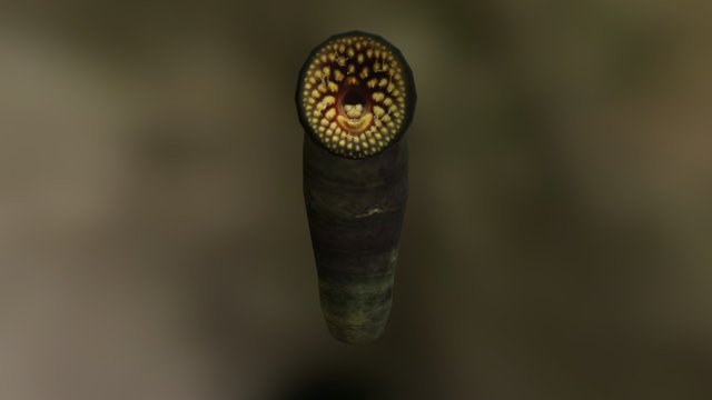 Leech 3D Model