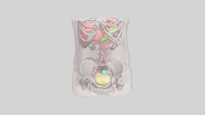 Female Abdomen 3D Model