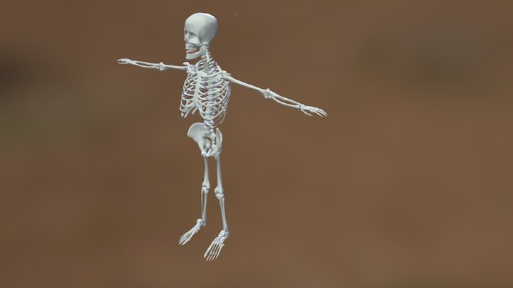 Skeleton 3dm 3ds 3DS 3D Model