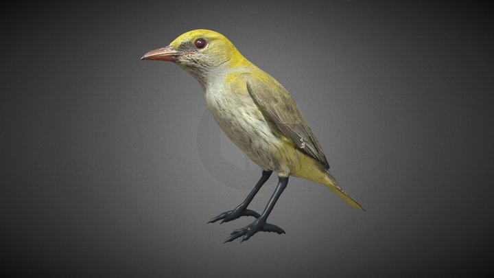 Oropéndola Hembra (Oriolus oriolus) 3D Model