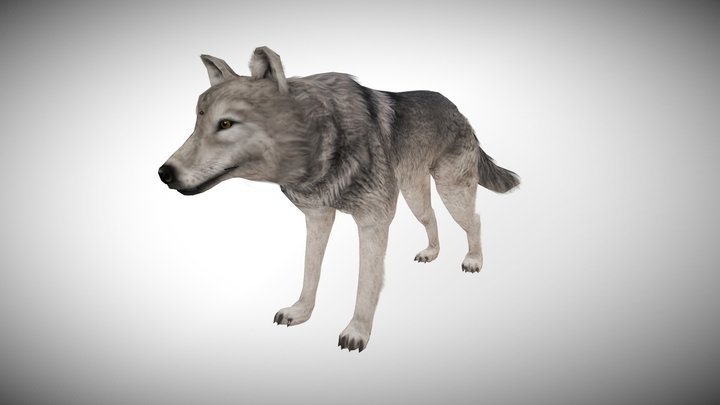 WOLF ANIMATED 3D Model