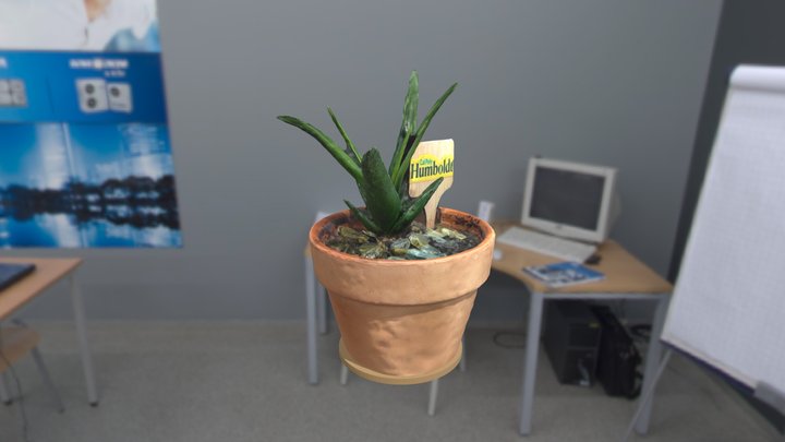 aloe 3D Model