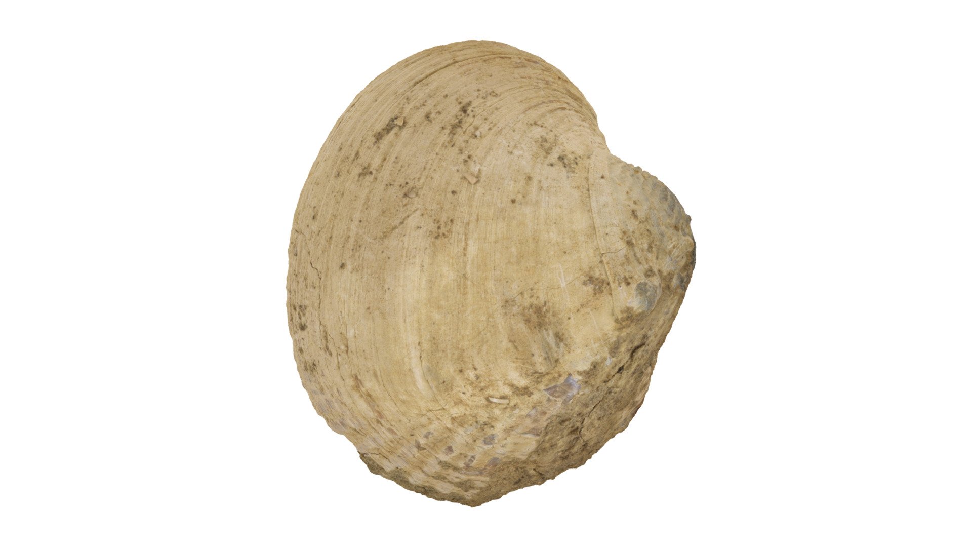 Clam S3183 (7 sets)