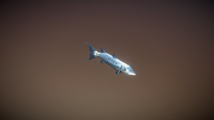 Sphyraena barracuda 3D Model