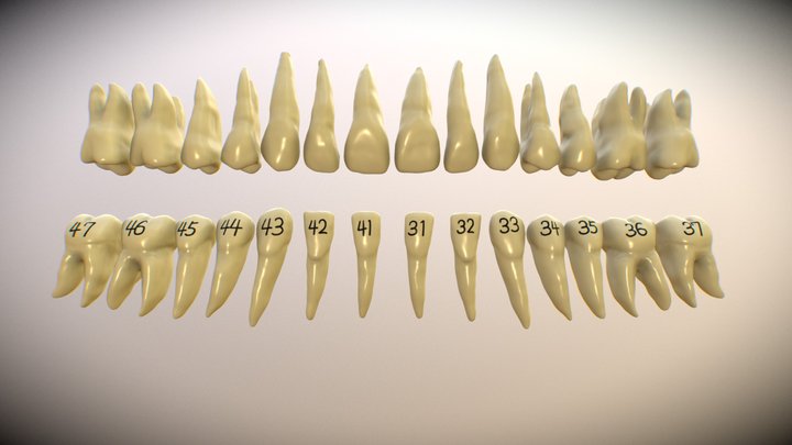 Dental 3D Model
