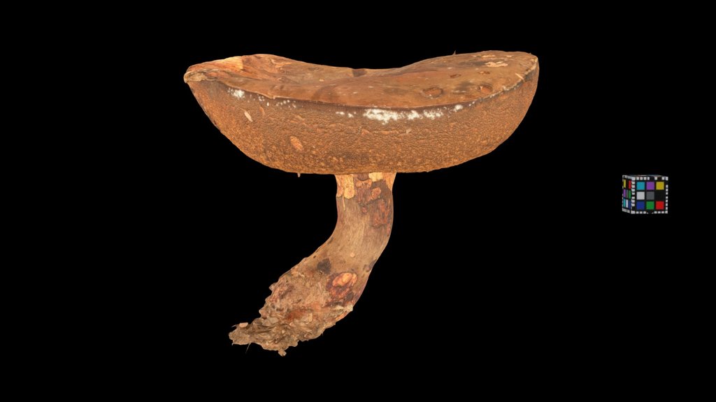 CC0 コゲチャイロガワリ？ ? Bolete, N. brunneissimus