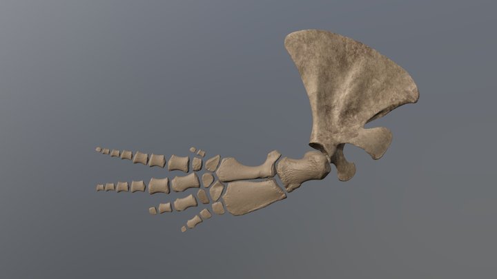 Sperm Whale (Physeter macrocephalus) Flipper 3D Model