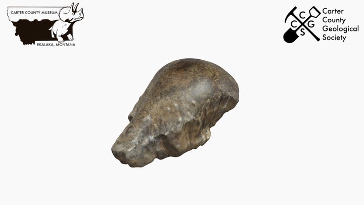 Pachycephalosaurus Head Dome 3D Model