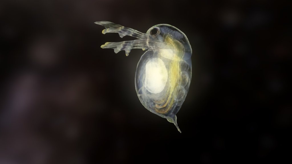 waterflea + guts + eye