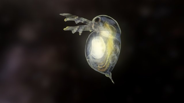 waterflea + guts + eye 3D Model
