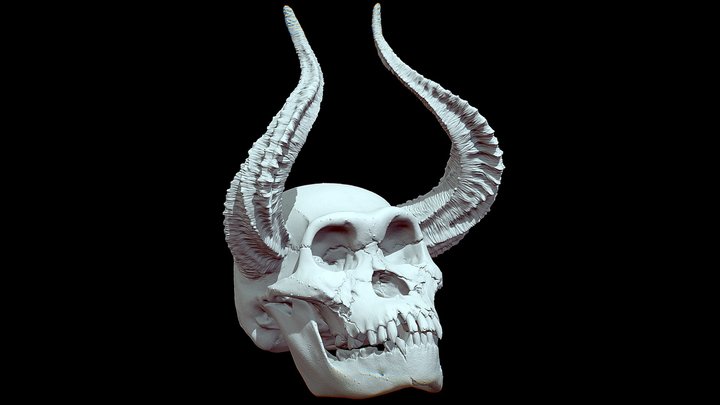Skull 3D Model