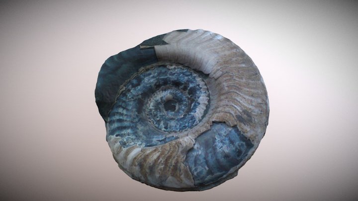 Toarcian ammonite 3D Model