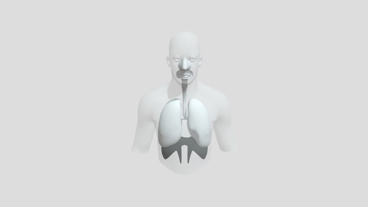 Any Conv Com Human Respiratory System Review 3D Model