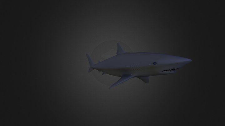 Shark 3D Model