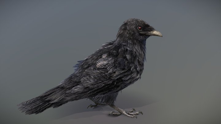 American Crow 3D Model
