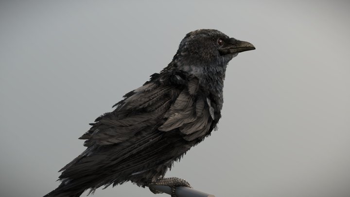 American Crow 3D Model