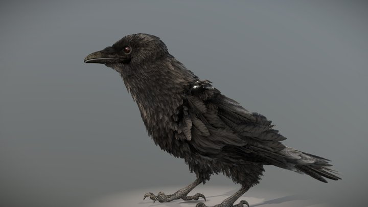American Crow 3D Model