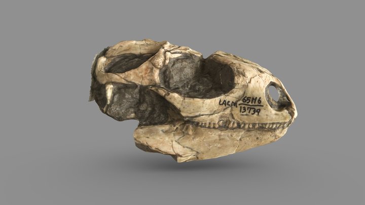 Fossil Holotype Iguanid Lizard 3D Model