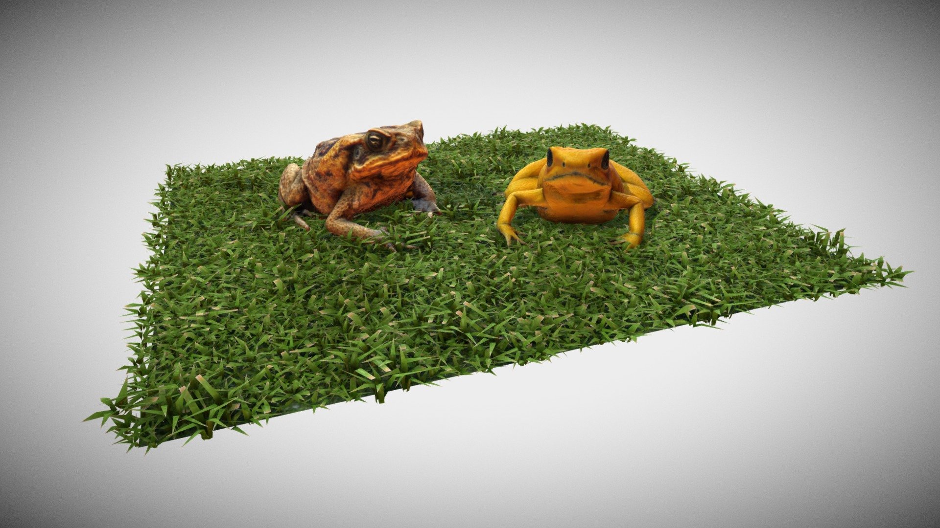 Frog Composition
