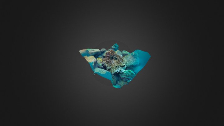Pavona coral colony 3D Model