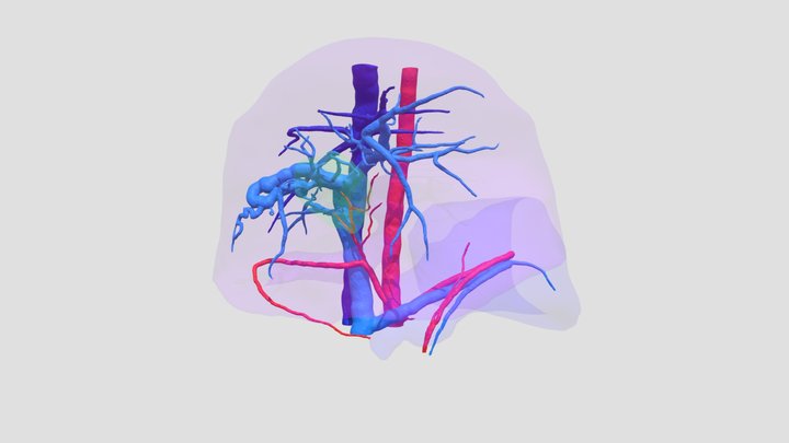 Porcine Liver anatomy 3D model 3D Model