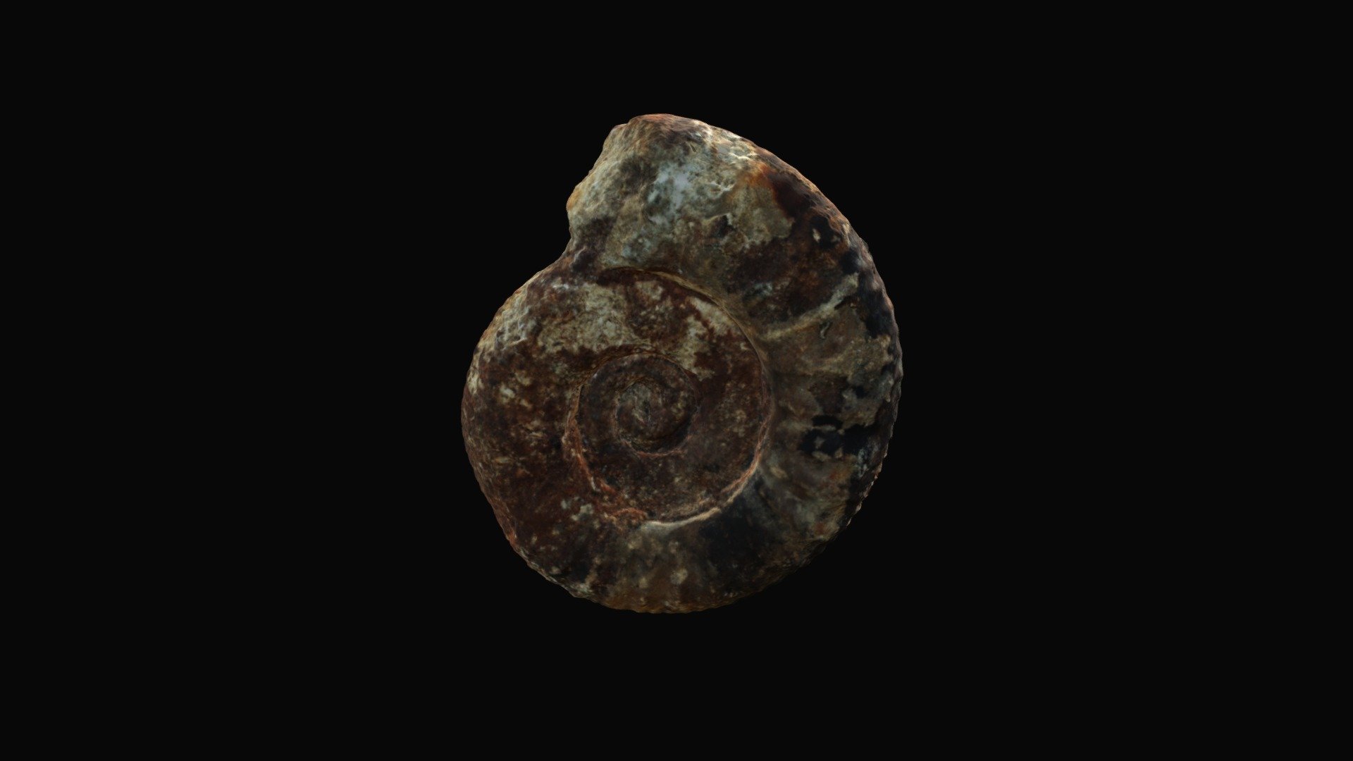 Pseudopeltoceras Famulum