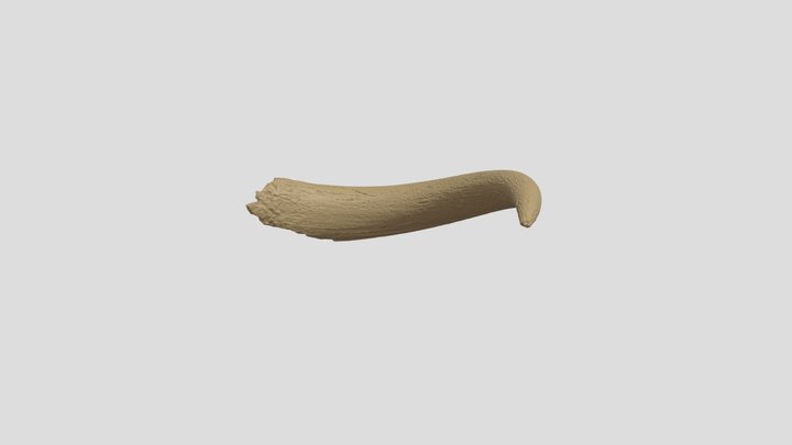 Aurochs Fossil 31-2
