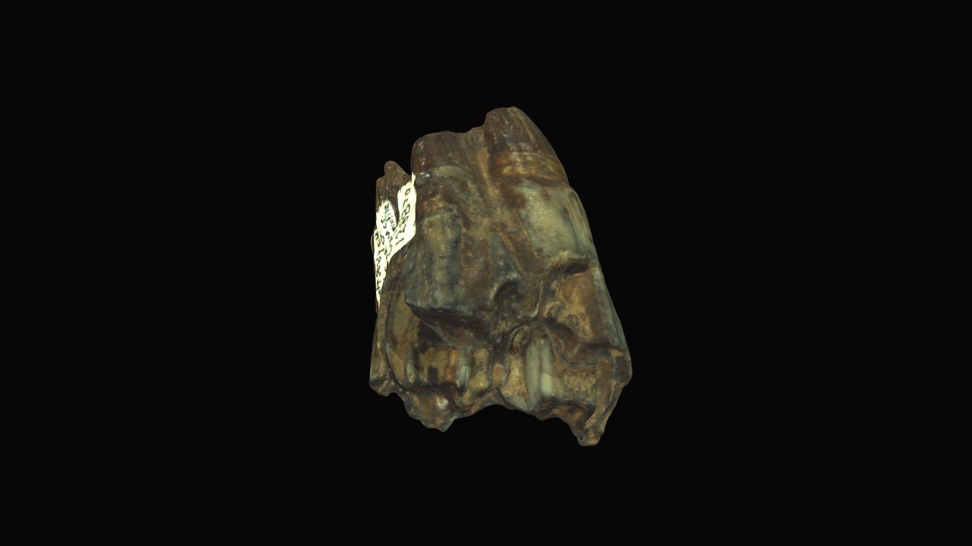 Muskox upper molar, Big Bone Lick, KY
