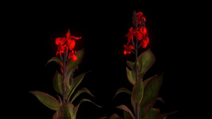 Canna Lillies – Free 3D Model STL