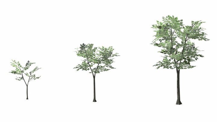 07_Gmelina 3D Model