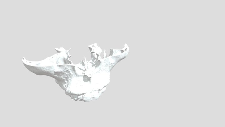 0607171 Bone (CT) 3D Model