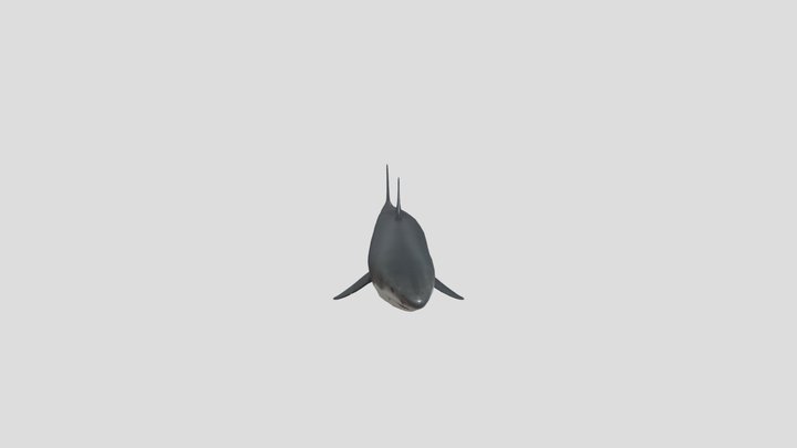 great_white_shark