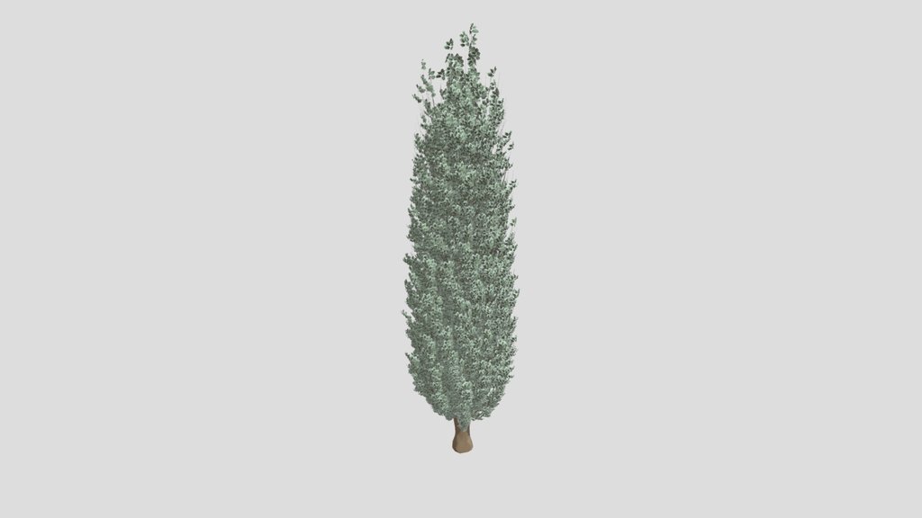 Tree Thuja Cedar
