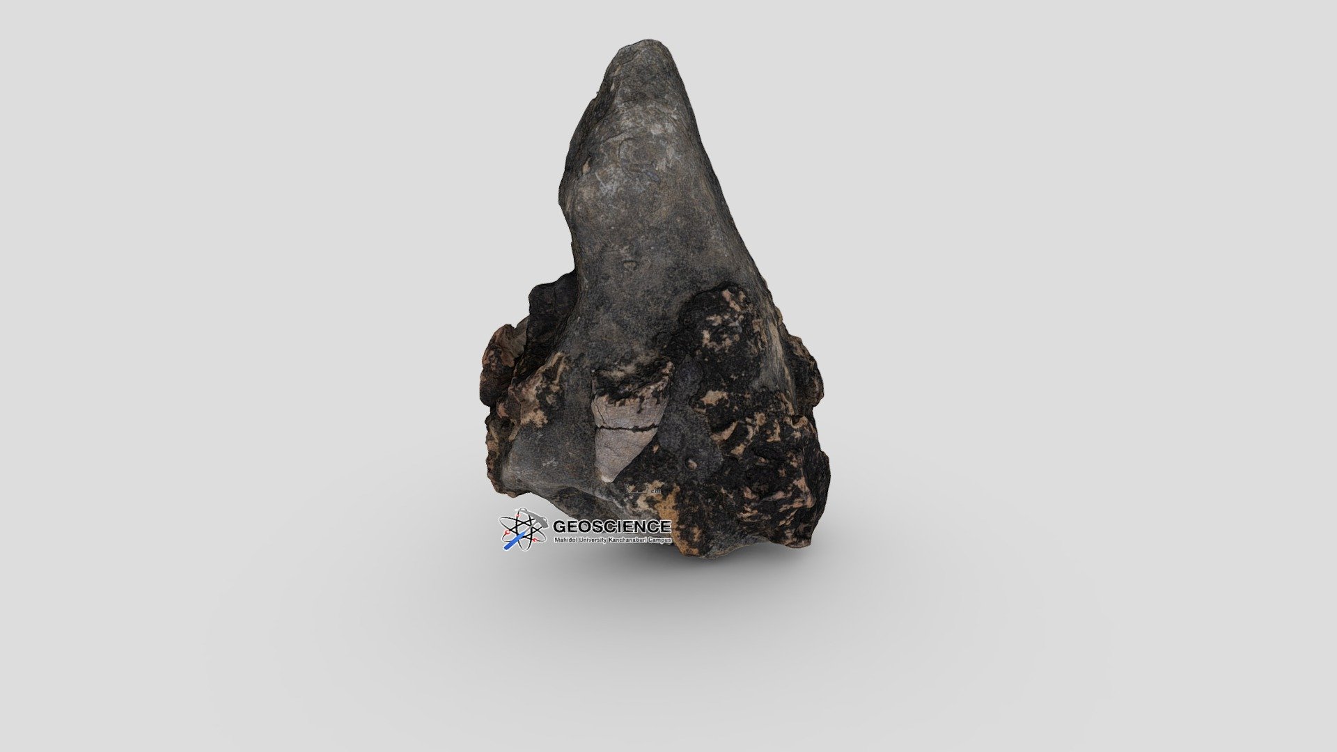 Rugose coral