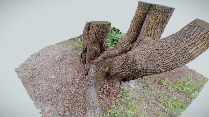 Branched Tree - High Poly Scan 3D Model