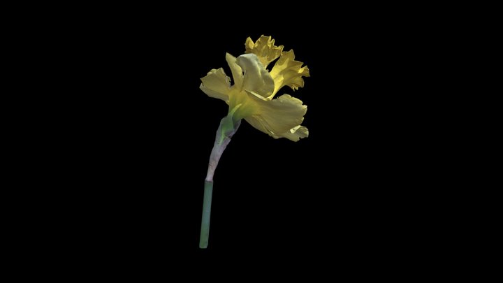 Narcissus pseudonarcissus (Wild daffodil) 3D Model