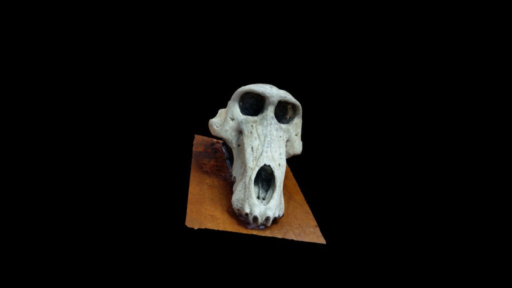 Baboon (Papio ursinus) skull