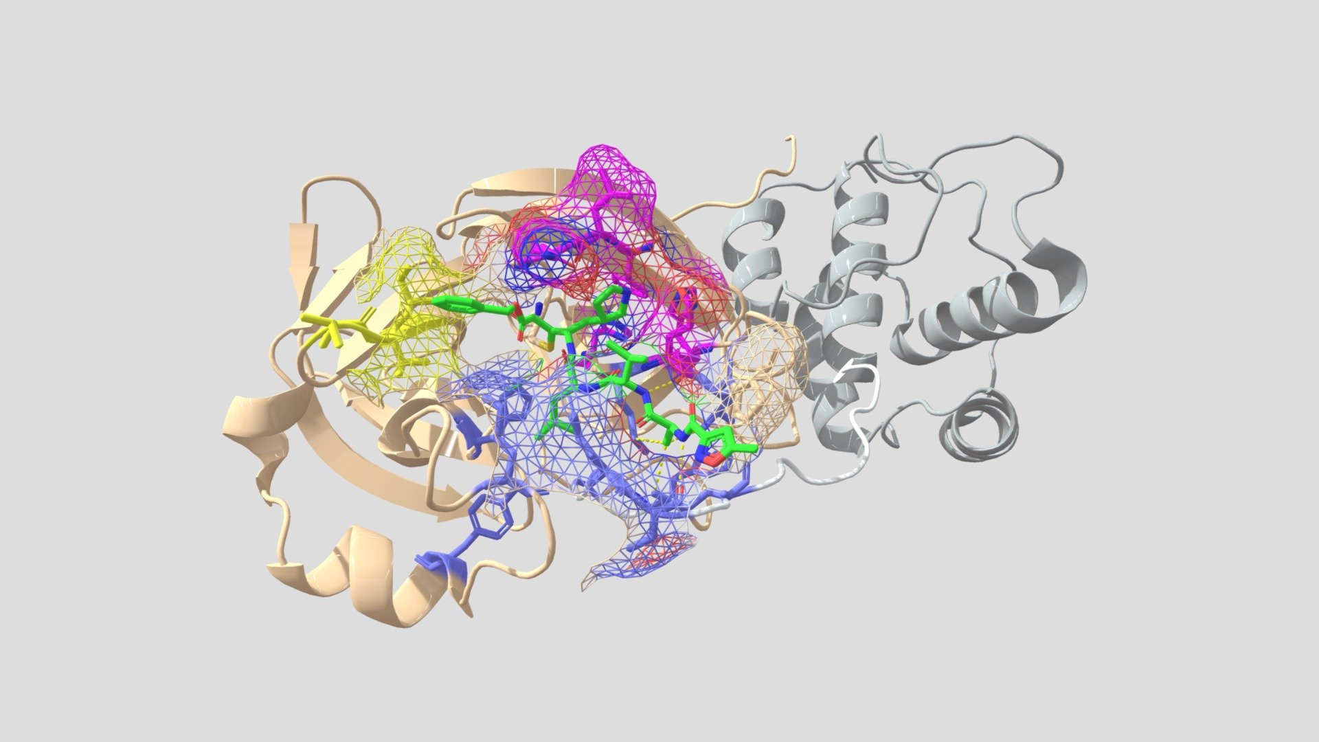 SARS-CoV-2 Mpro + N3 inhibitor - 3D model by potrimpo [2cb2972] - Sketchfab
