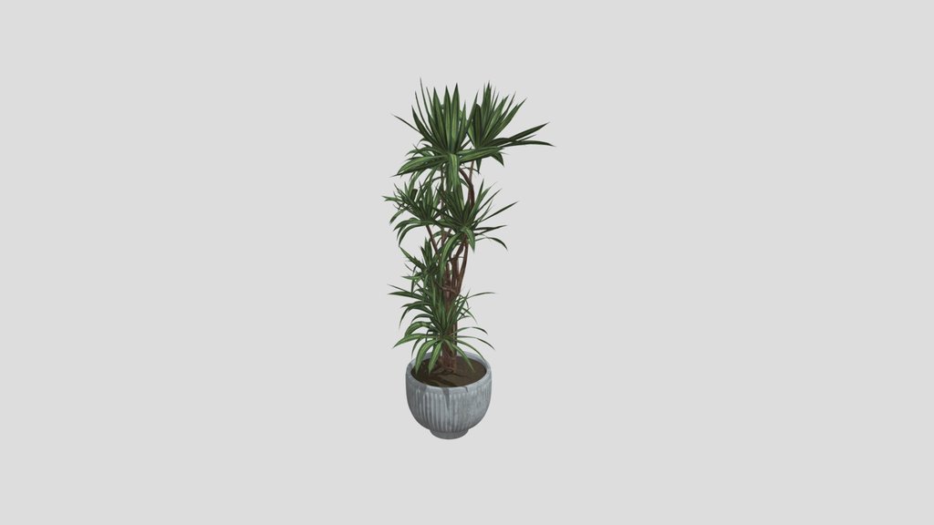 Plant