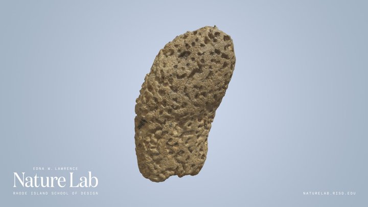 Sea Sponge – Modelo 3D gratuito STL