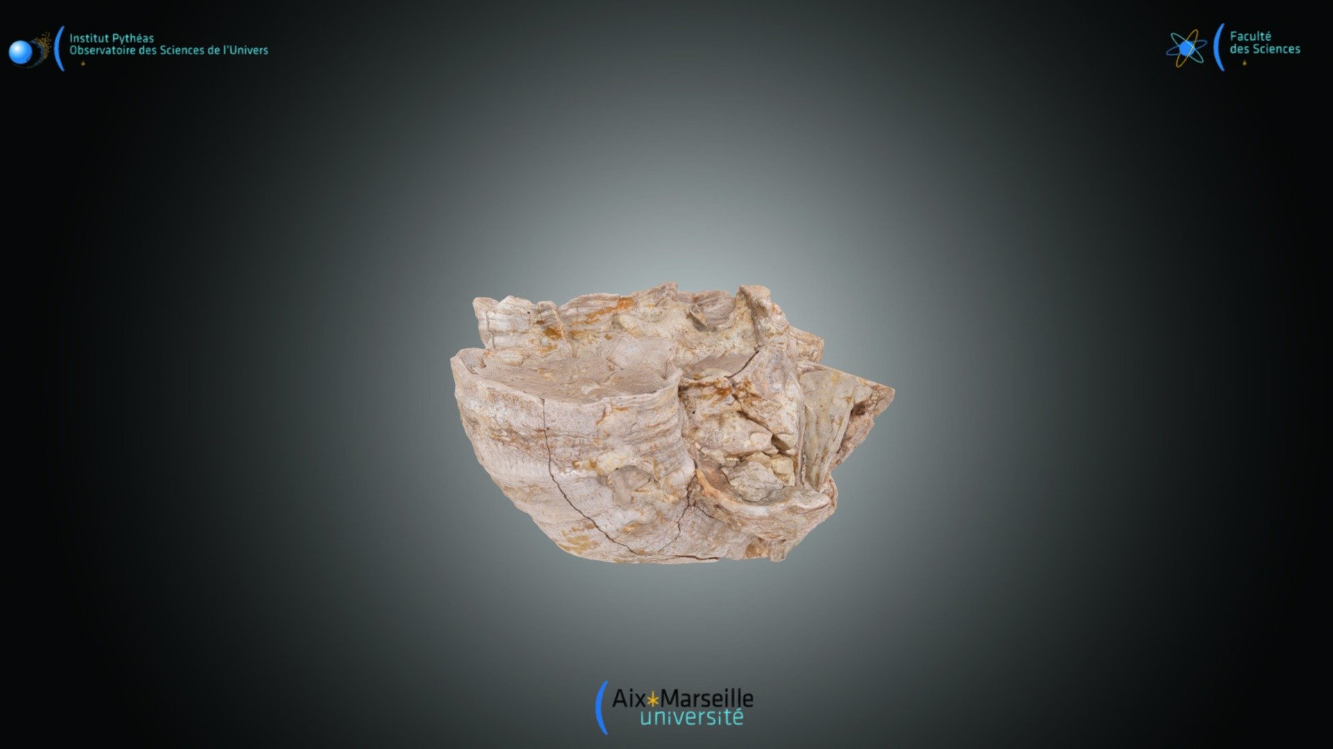 Bivalve - Hippurites quintanalomensis