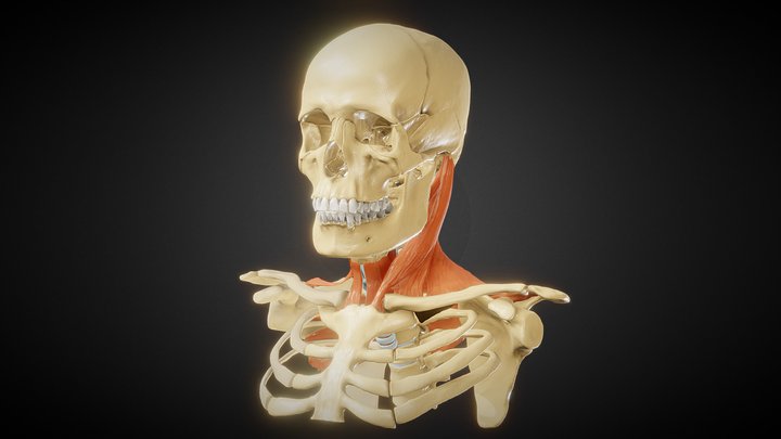 neck muscles 3D Model