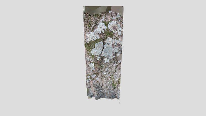 Leucombe oak Lichen – Modello 3D gratuito STL