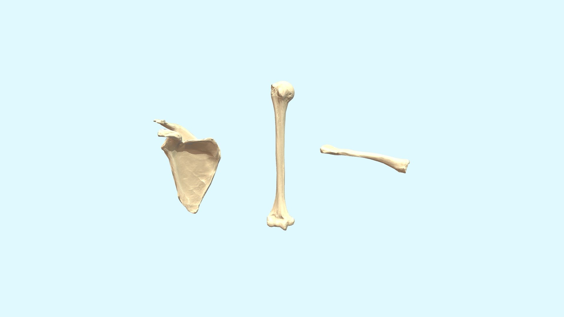 Shoulder Bones