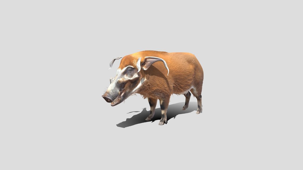 Rusty Boar