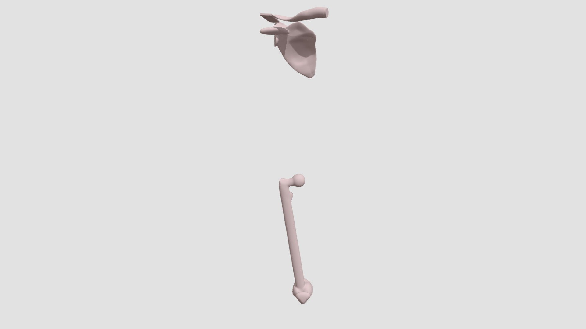 Scapula, Clavicle and Femur, Patella