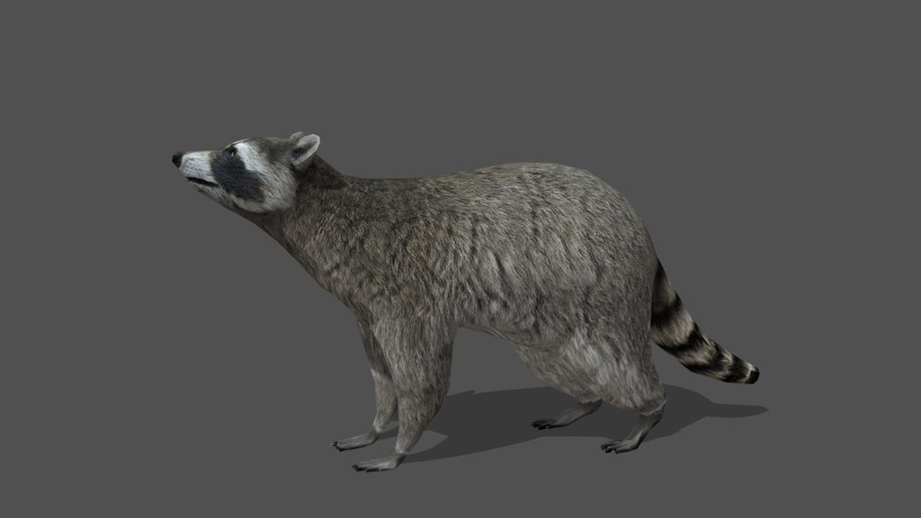 Animated Raccoon – 3D Animal Model