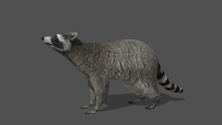 Animated Raccoon – 3D Animal Model – Modello 3D gratuito STL