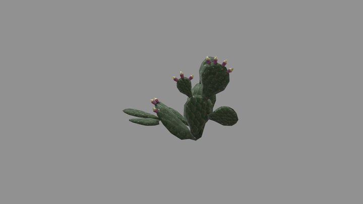 Small Cactus 3D Model