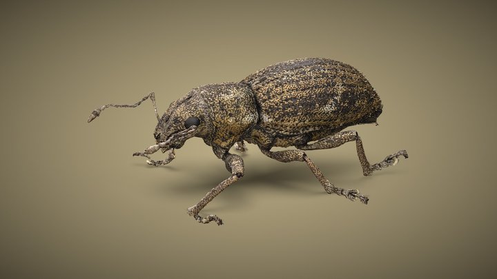 Naupactus cervinus weevil 3D Model